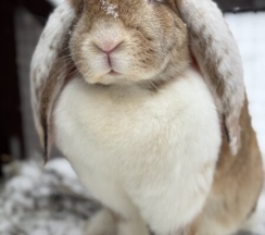 A-Frame №1 (оснащение дома, банного чана и бани см. Подробнее) в Pavlove Village