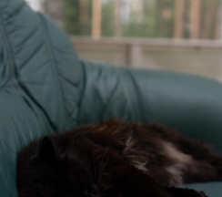 Коттедж стандарт в Black fox