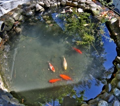 Одноместный номер в Delsochi