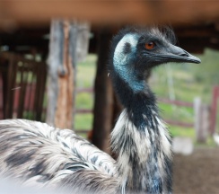 Русский Терем в Басаргино