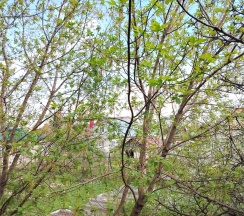 СТАНДАРТ с отдельным входом и ТЕРРАСОЙ в MaxxRoyal