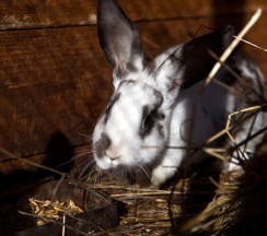 Барский Коттедж в Басаргино