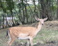 Deer farm: отзыв от Вера Данова