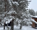 Лесной: отзыв от Никита .