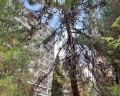 Курорт Пицунда: отзыв от Наталья М