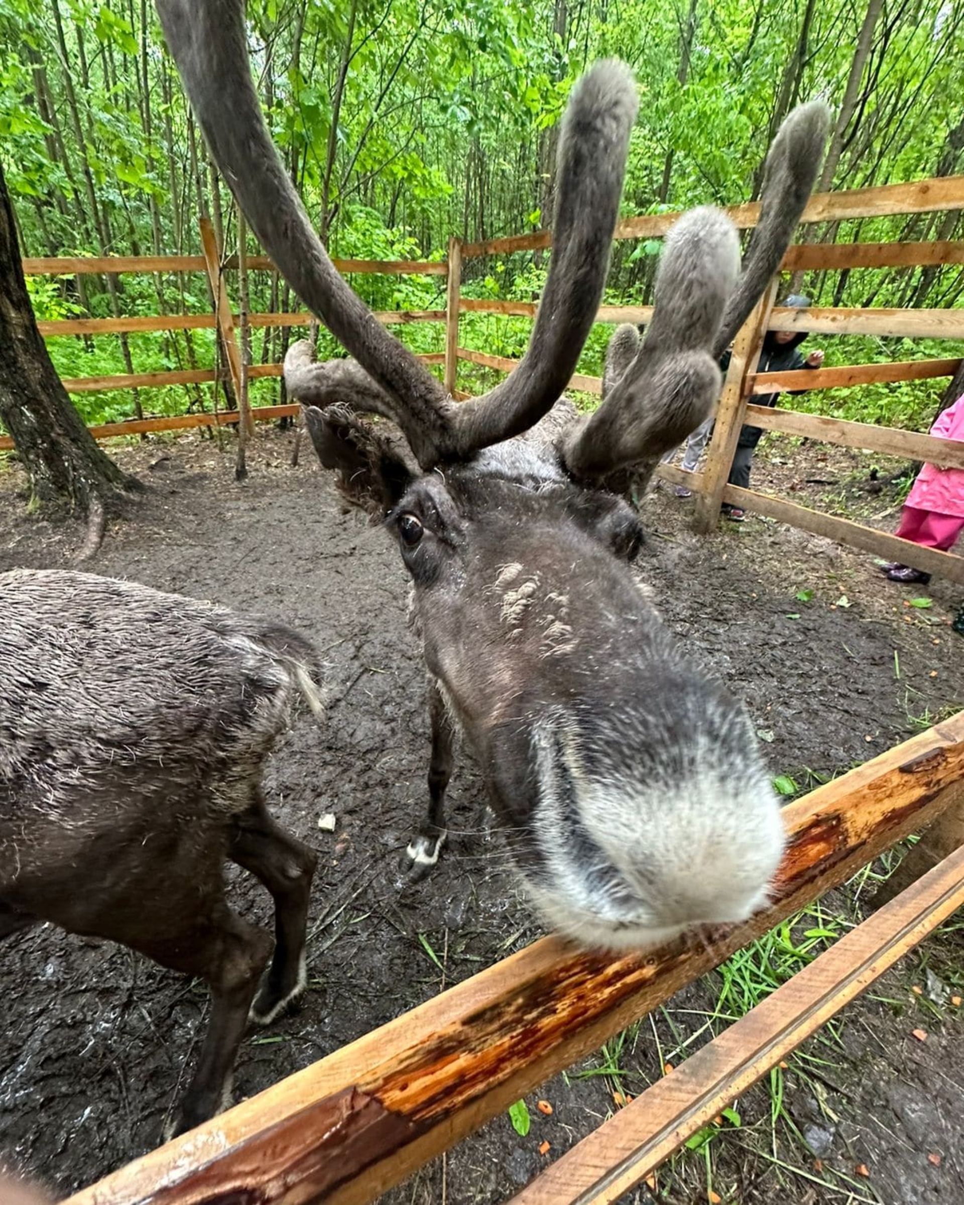 Лесная поляна, улица Воронежская заимка, 1, с. Воронежское-1 — 2ГИС