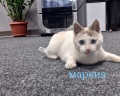 6 миля: отзыв от Парвиз Сархадов