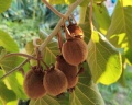 Pearl of GrandLoo: отзыв от Юлия Анисимова