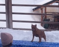 Kamchatka forest lodge: отзыв от Светлана Машукова