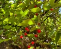 Altai star: отзыв от Anastasiya M.