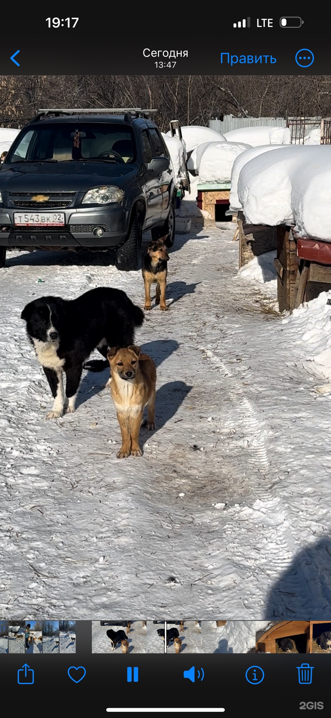 Приют уфа для кошек