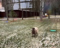Дубки: отзыв от Мария Степанова