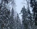 Русские сезоны: отзыв от Евгения Кар