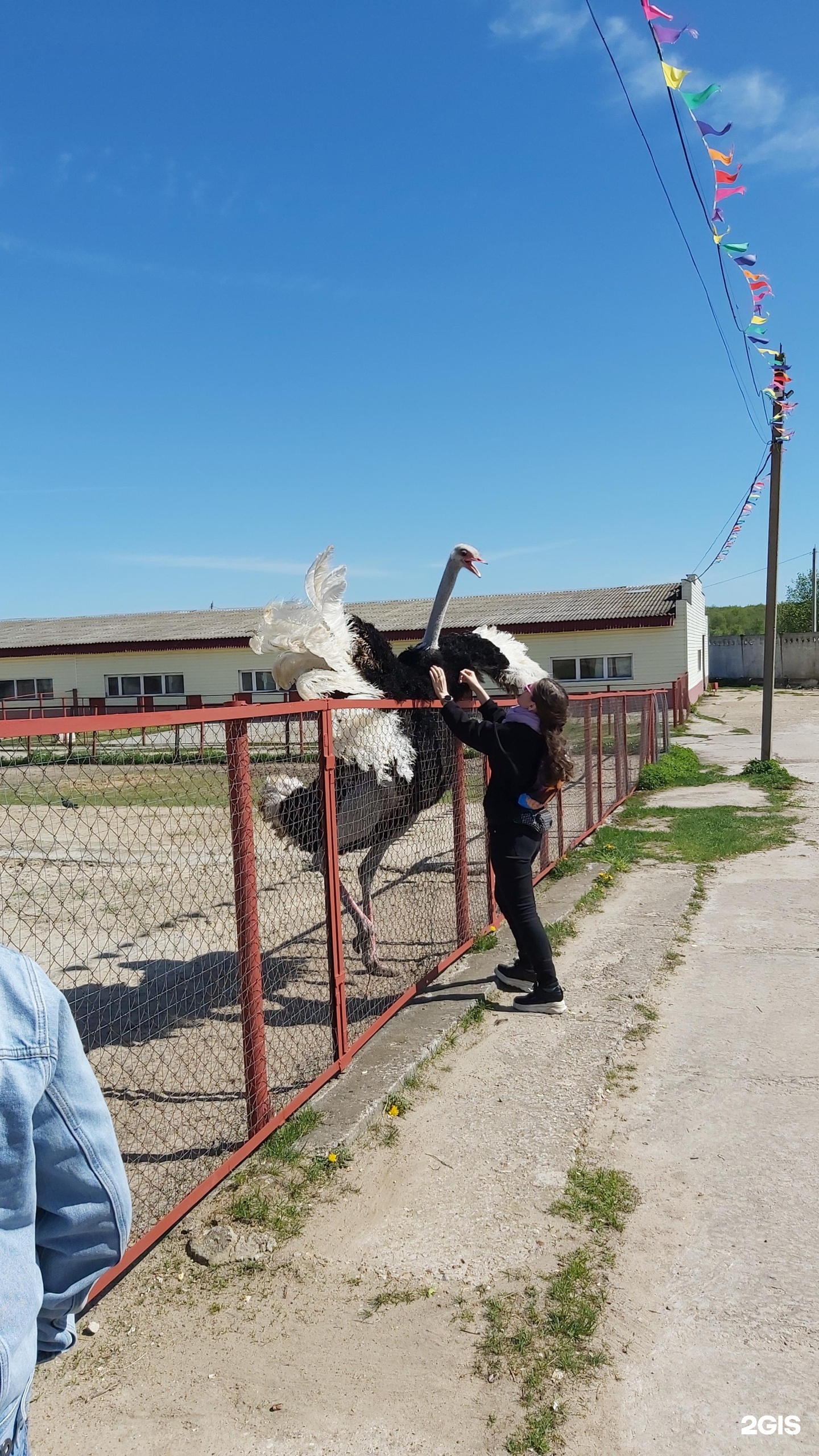 Русский страус, страусиная ферма, деревня Старые Кузьменки, вл1, д. Старые  Кузьменки — 2ГИС