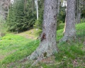 Vyritsa Village: отзыв от Polya Emelina