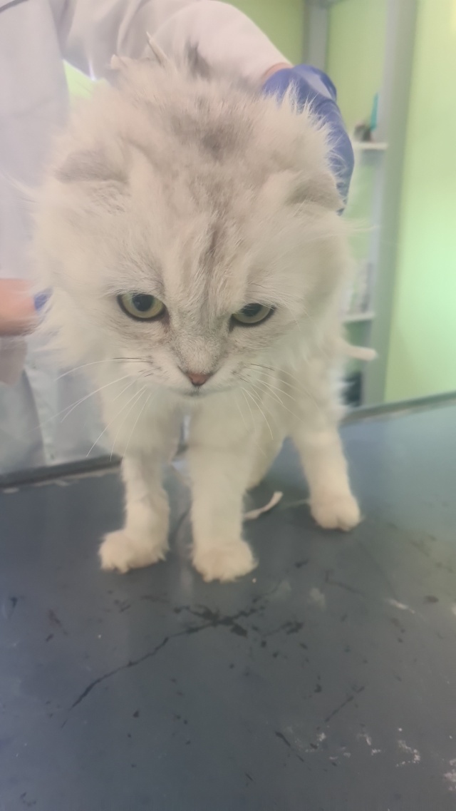 Порно лесбиянкаларды зорлау