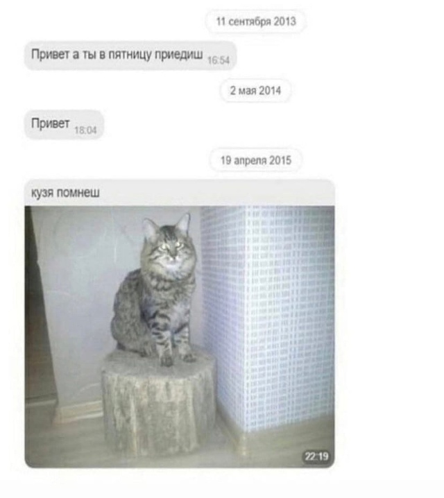 Мем с котом привет Мусорная площадка, Волгоград, Волгоград - 2ГИС