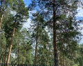 RentPlaza: отзыв от Лариса Репина