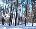 Лесная сказка: отзыв от Sberid User