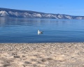BaikalWood Hotel&SPA: отзыв от Алена Хан