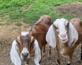 Deer farm: отзыв от Anna Stone
