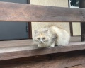 Чечек: отзыв от Мария Султаншина