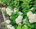 Cronwell Park Ника: отзыв от IrenA DomrA