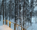 Forest lake: отзыв от Юли Я