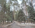 Сосновый Бор: отзыв от Диана М