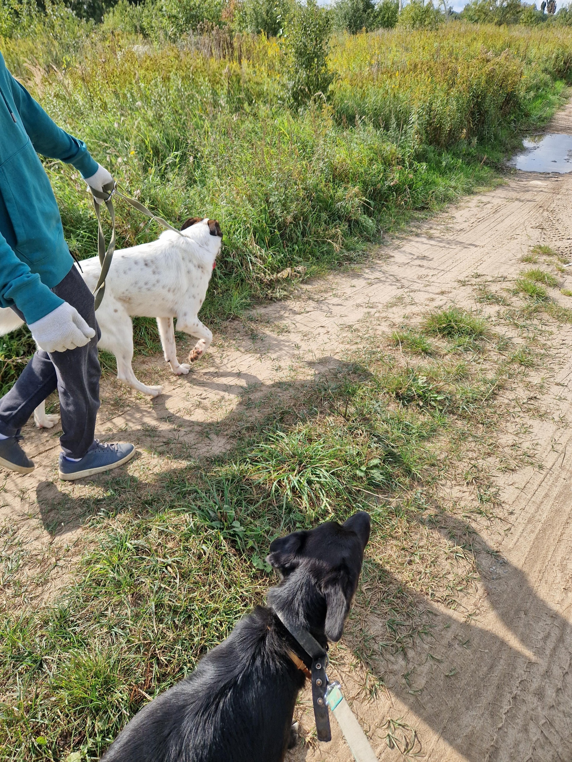 Славянское, приют для бездомных животных, улица Лесная, 1, пос. Славянское  — 2ГИС