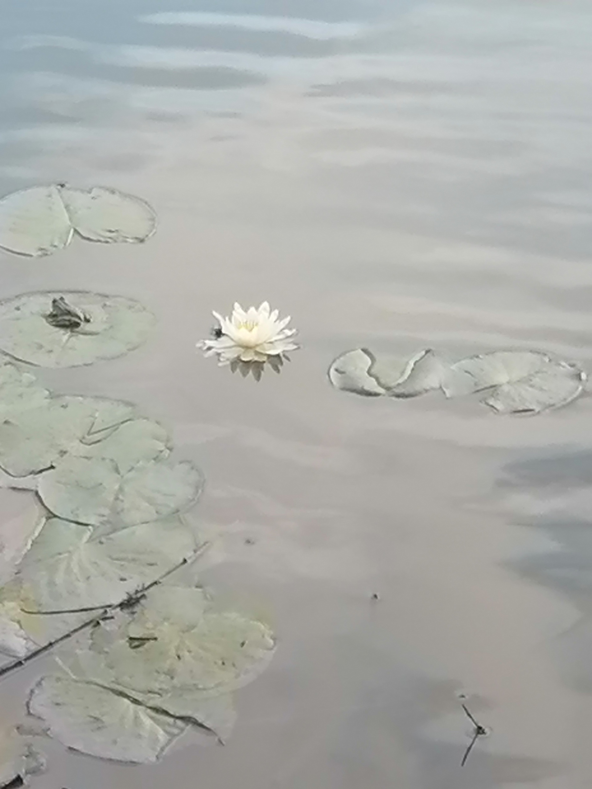 Жалаңаш Эльвира Скоробогатова