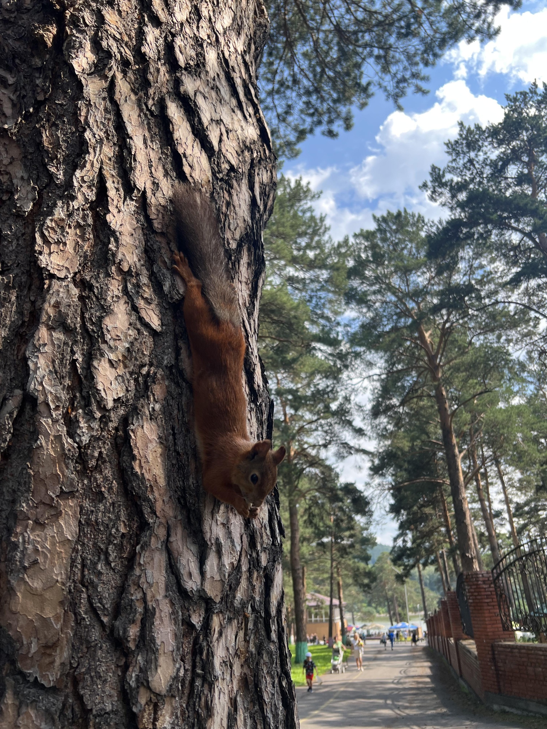 Зенковский парк культуры и отдыха, Прокопьевск, Прокопьевск — 2ГИС