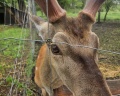 Deer farm: отзыв от Зинаида В