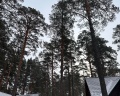 Кедровый Остров: отзыв от Лика .