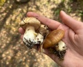 Дом в лесу: отзыв от Мария Самсонова