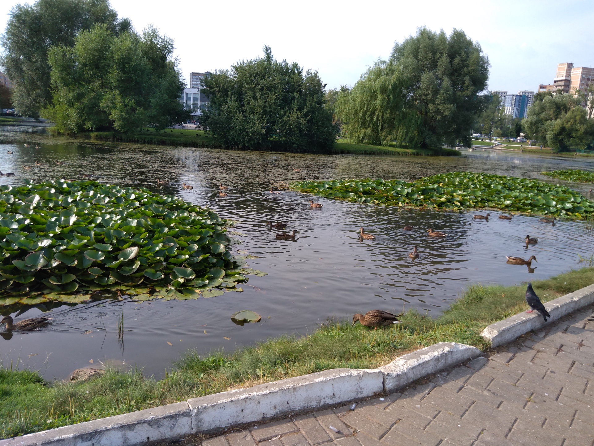 Центральный городской парк, Центральный городской парк, Одинцово, Одинцово  — 2ГИС