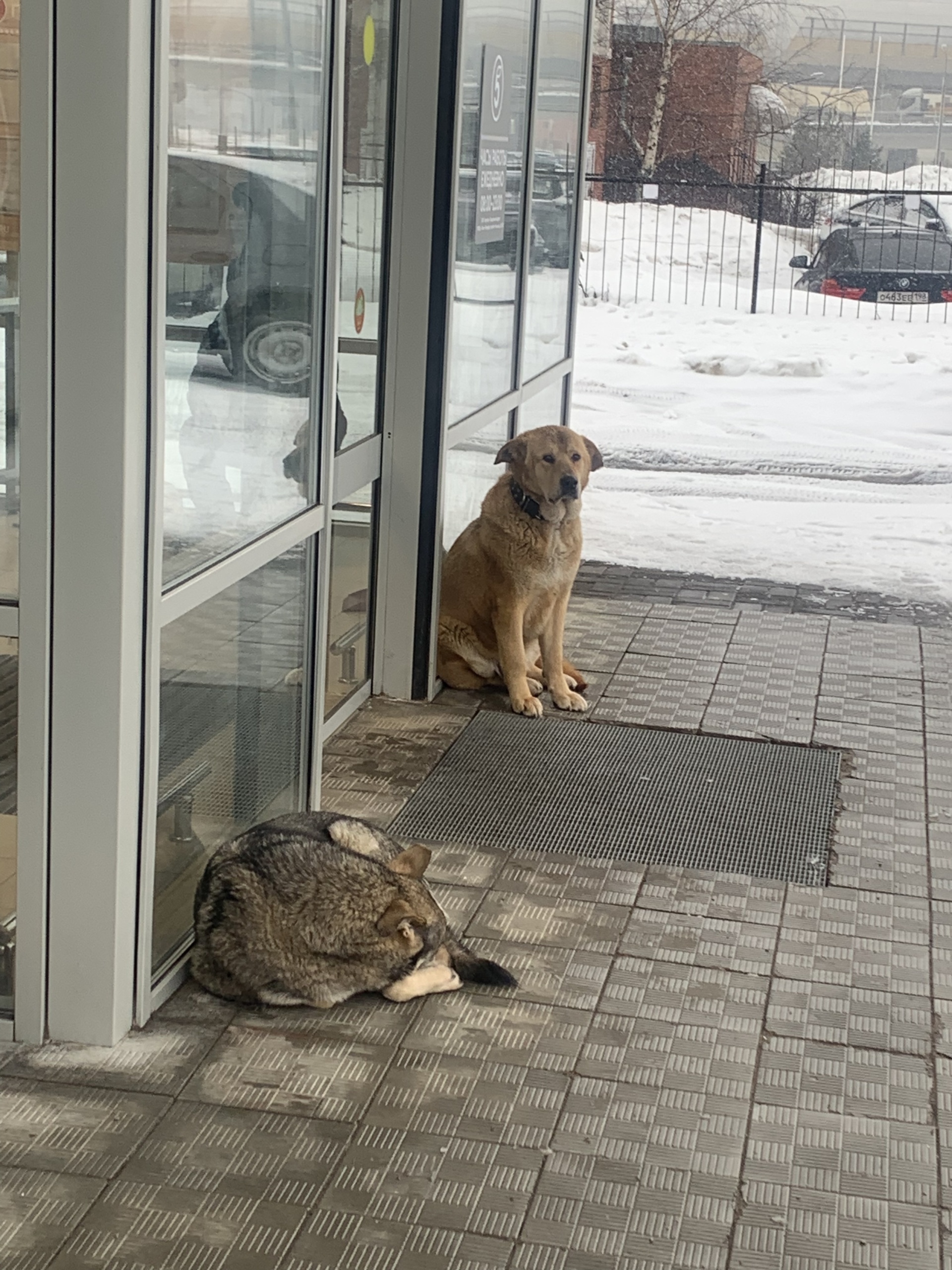 Пятёрочка, супермаркет, улица Савушкина, 115 к5, Санкт-Петербург — 2ГИС