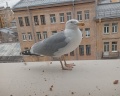 Yes Marata: отзыв от ЛËША 2