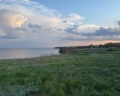 Полынь: отзыв от Виолетта Александровна
