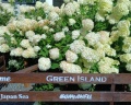 Green Island: отзыв от Роман Гриванов
