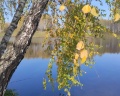 Березовый уют: отзыв от Евгения К.