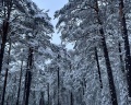 Лесная Ривьера: отзыв от Юлия Чердынцева