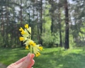 Лесная Лагуна: отзыв от Дина М.
