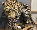 Дом путешественника Арсеньева: отзыв от Александр Чалин