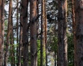 Борвиха hotel&SPA: отзыв от Александр Консантинопольский
