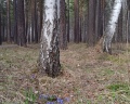 Электра: отзыв от Игорь. бойков.