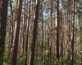 Дальняя дача: отзыв от Андрей Сапожников