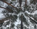 Шелест: отзыв от Дания Мамаева