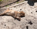 Лес: отзыв от Анюта Родионова