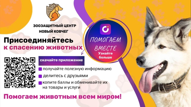 новый ковчег обнинск собаки. приют ковчег обнинск. приют для кошек в обнинске ковчег. новый ковчег обнинск. приют ноев ковчег обнинск.